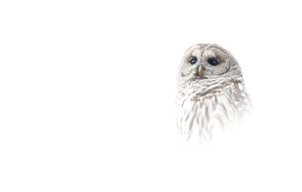 Picture owl, bird, portrait, white background