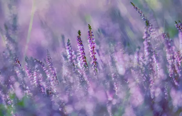 Picture light, flowers, nature, glare, background, glade, blur, pink, lilac, bokeh, Heather, Heather, thickets of Heather