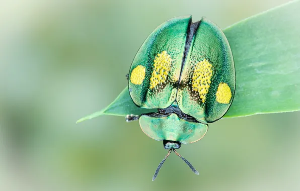 Picture macro, green, background, round, leaf, beetle, insect