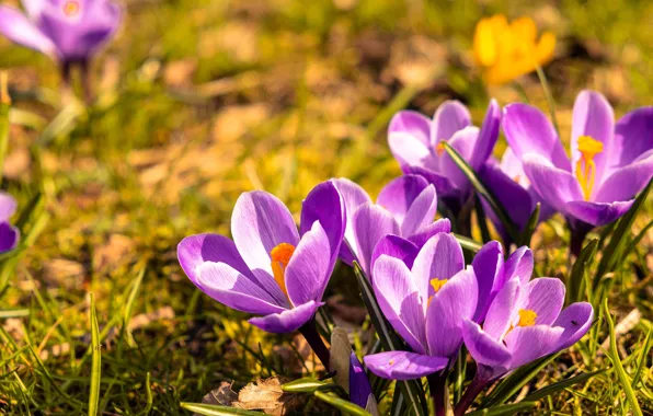 Picture light, flowers, glade, spring, crocuses, lilac, bokeh