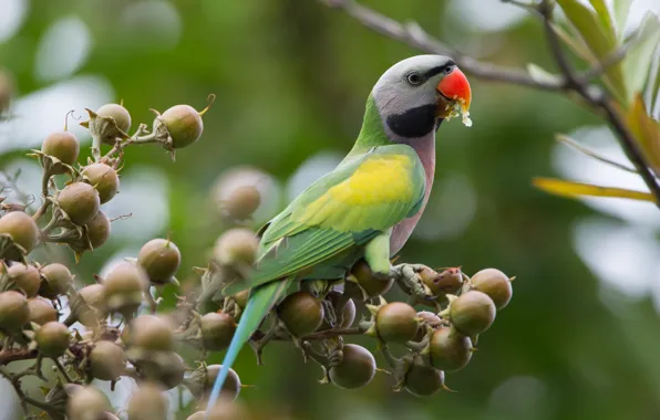 Picture branches, green, bird, fruit, parrot, meal, ожереловый попугай