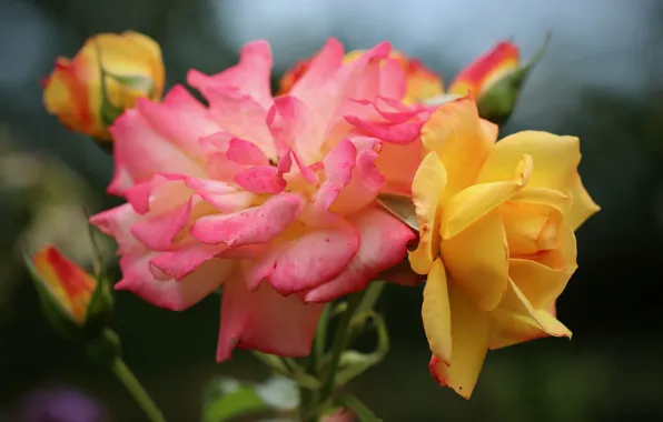 Picture roses, pink rose, yellow rose