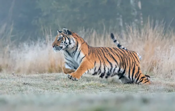Picture grass, nature, tiger, pose, fog, glade, morning, running, walk