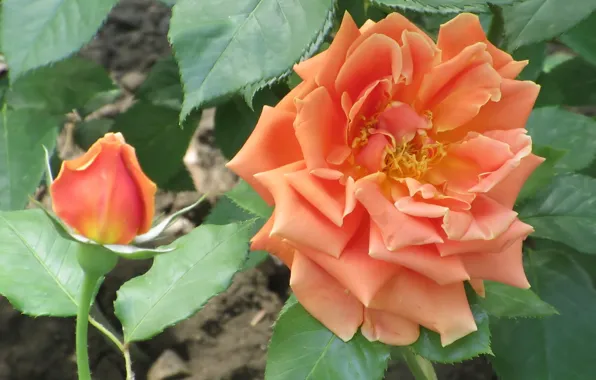 Picture Flowers, Rose, Flower, Bud, Orange rose, Meduzanol ©, Summer 2018