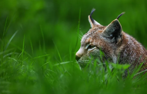 Picture cat, grass, look, face, portrait, profile, ears, lynx, brush