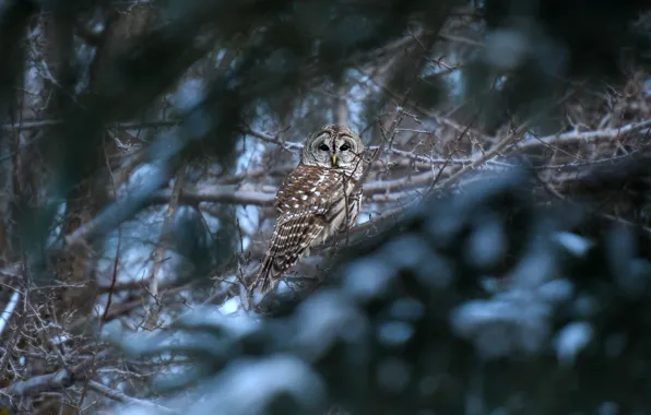 Picture winter, forest, branches, owl, bird, bokeh, owl