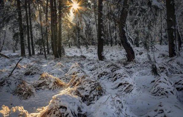 Picture winter, frost, forest, grass, the sun, rays, light, snow, trees, branches, trunks, pine, Bor