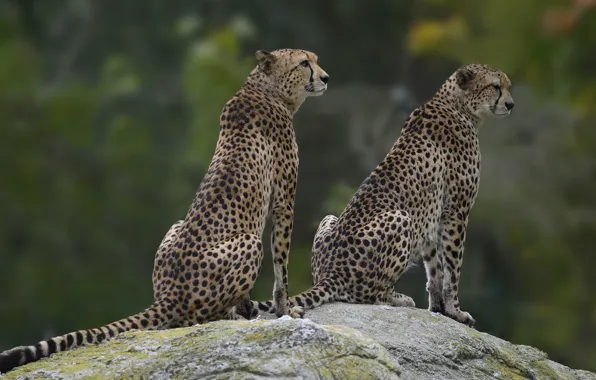 Picture stone, pair, Cheetah, two, sitting, cheetahs, two Cheetah