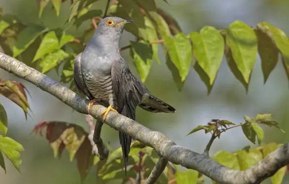 Picture leaves, branch, cuckoo