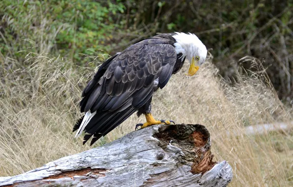 Picture nature, bird, log, bald eagle