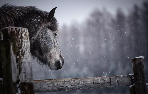Picture winter, forest, look, face, snow, horse, horse, Board, the fence, portrait, pony, profile, grey, snowfall