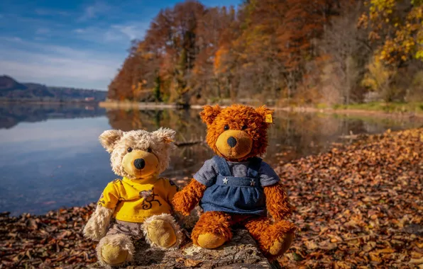 Picture autumn, Park, shore, foliage, toy, toys, bear, bears, bear, bear, bears, a couple, Duo, bears, …