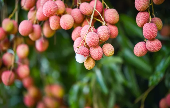 Picture leaves, branch, fruit, pink, fruit, bokeh, blurred background, hang, lychee, exotic, lychee Chinese
