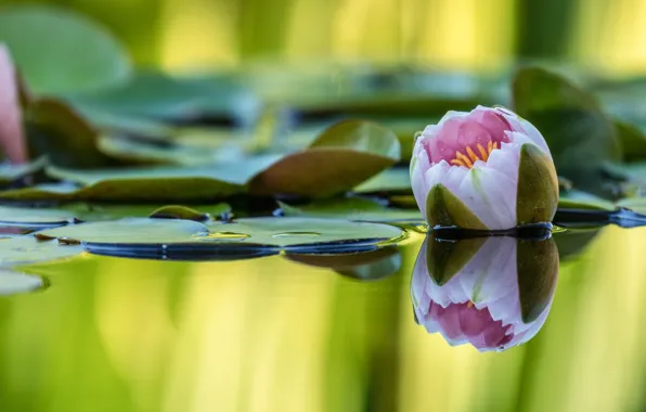 Picture flower, leaves, water, nature, lake, pond, reflection, pink, Bud, Lily, pond, blurred background, Nymphaeum, water …