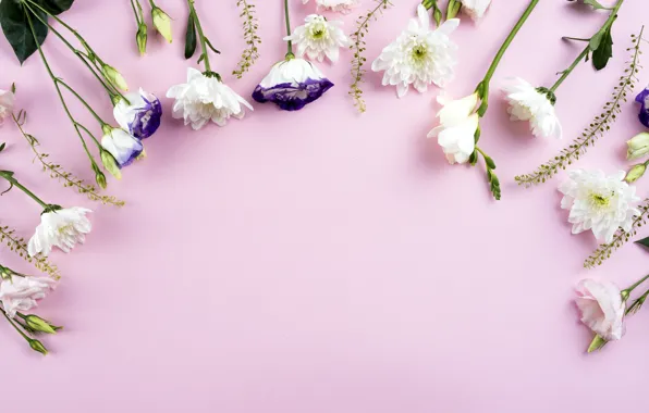 Picture flowers, white, white, pink background, chrysanthemum, flowers, beautiful, romantic, eustoma, eustoma