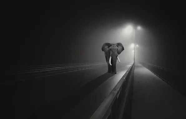 Picture night, bridge, the city, elephant