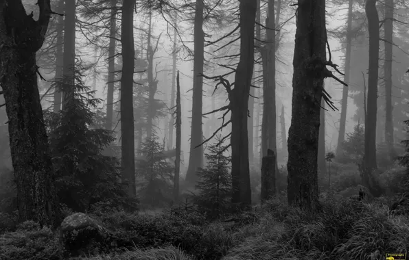 Picture forest, trees, nature, fog, black and white, monochrome