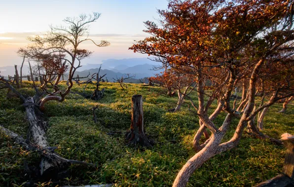Picture Nature, Mountains, Trees, Japan, Landscape