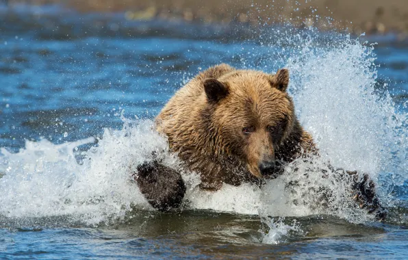 Picture face, water, squirt, pose, fishing, bear, bathing, swimmer, pond, brown, angler