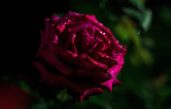 Picture drops, the dark background, pink, rose, raspberry, Burgundy