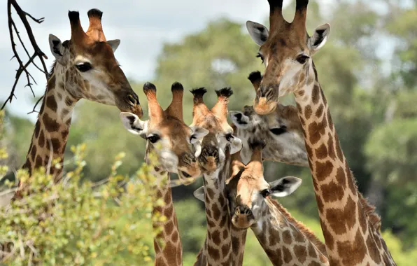 Picture family, giraffes, Africa