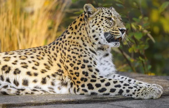 Picture pose, leopard, lies