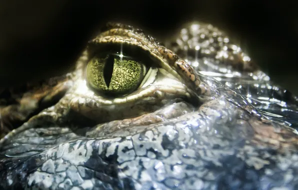 Picture close-up, eyes, crocodile, close-up, alligator, reptile, eye, crocodile, reptile, alligator, Rodolfo Clix