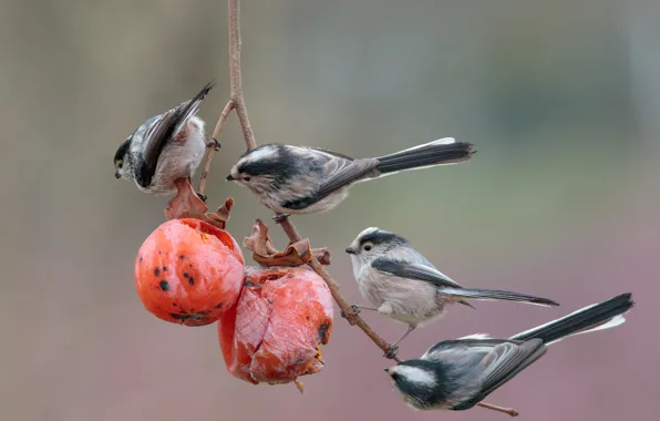 Picture birds, background, branch, fruit, persimmon, meal, Long-tailed tit