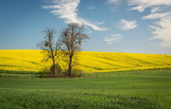 Picture the sky, trees, flowers, branches, blue, spring, yellow, slope, hill, rape, socket, rapeseed field