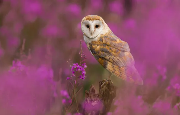 Picture look, flowers, owl, bird, stump, pink background, bokeh, the barn owl, Ivan-tea, fireweed