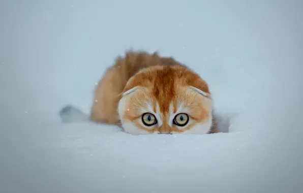 Picture cat, snow, cat, snow, Svetlana Pisareva