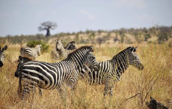 Picture Zebra, Africa, savanna