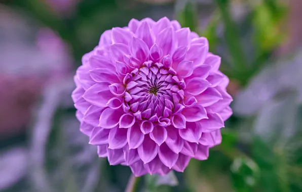 Picture flower, macro, background, lilac, Dahlia, bokeh