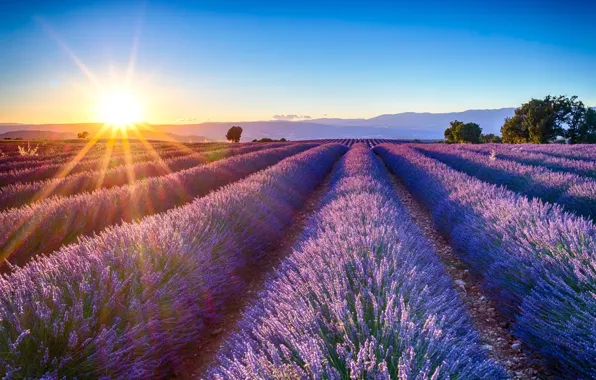 Picture the sun, lavender, lavender field