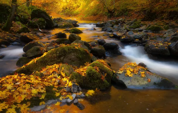 Picture autumn, forest, leaves, nature, stream, stones