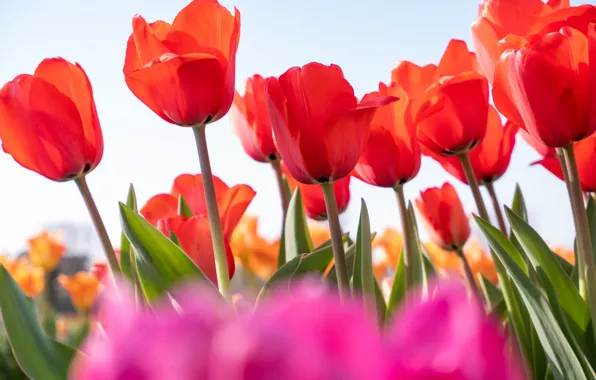 Picture spring, petals, tulips
