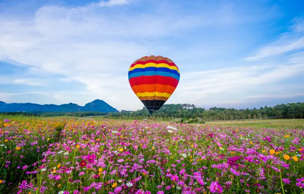 Picture field, summer, the sky, the sun, flowers, balloon, colorful, meadow, summer, pink, field, pink, flowers, …