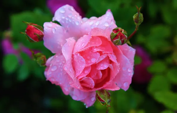 Picture flower, leaves, drops, background, pink, rose, petals, garden, Bud, bokeh, rosette