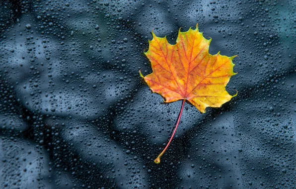 Picture autumn, glass, drops, yellow, nature, reflection, leaf, bokeh, maple, autumn leaf
