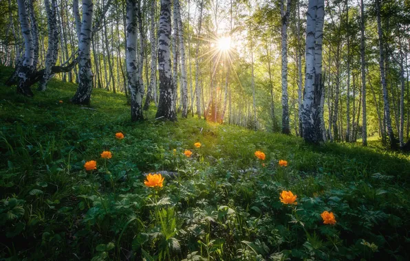 Picture forest, summer, the sun, rays, light, flowers, birch, Russia, birch, grove, birch, birch grove, Altay, …