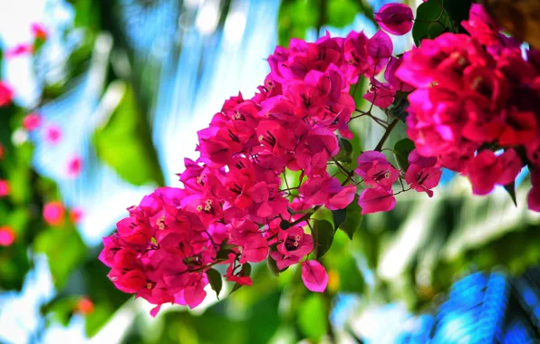 Picture leaves, light, flowers, bright, branch, pink, flowering, bokeh, blurred background, bougainvillea