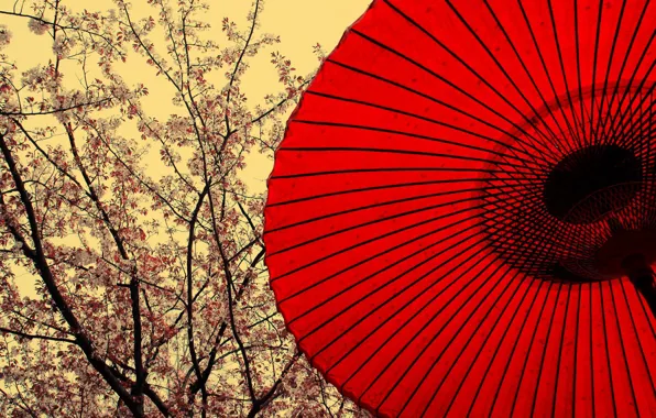 Picture umbrella, Sakura, Japanese motifs