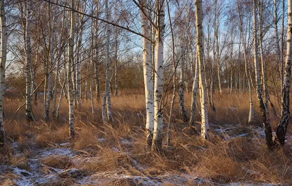 Picture winter, nature, birch
