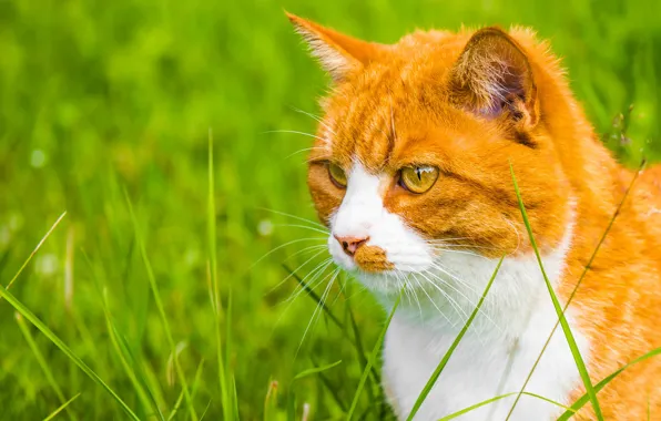 Picture greens, cat, grass, cat, look, portrait, red, face, bokeh, white breast