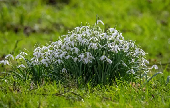 Picture grass, flowers, glade, spring, snowdrops, white, a lot, green background, Bush