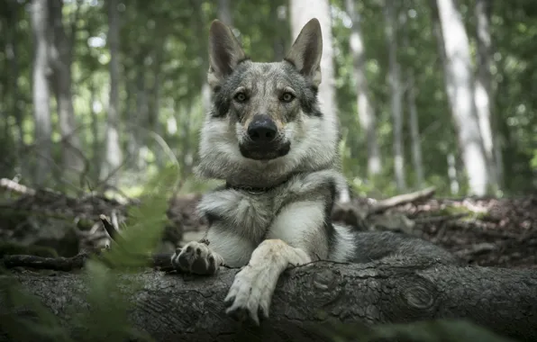 Picture forest, look, face, wolf, portrait, dog, lies, log, grey, wolf dog is a sarloos passed …