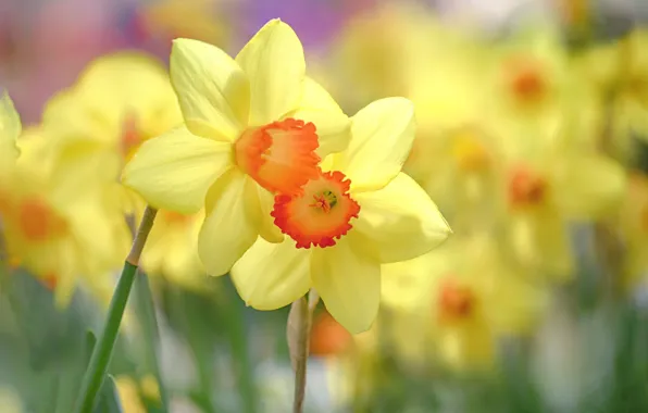 Picture flowers, yellow, spring, daffodils