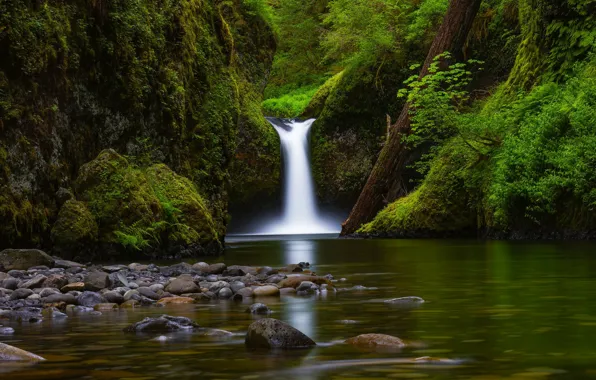 Picture river, stones, waterfall, moss, Oregon, log, Oregon, Columbia River Gorge, Eagle Creek, Punch Bowl Falls, …