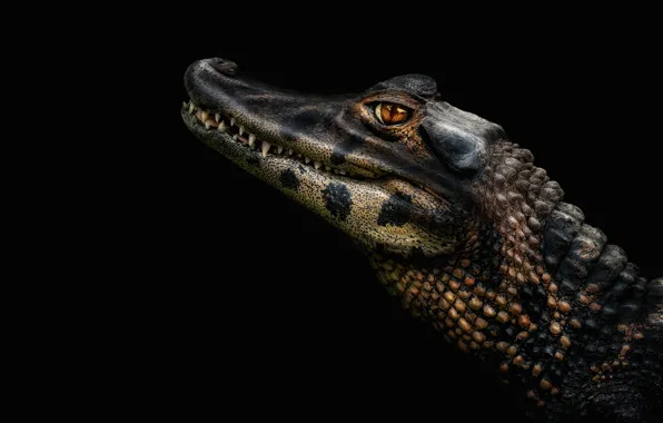 Picture look, face, portrait, crocodile, fangs, profile, black background