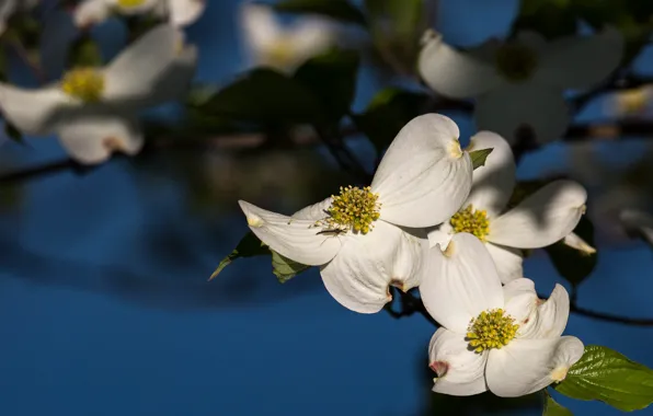 Picture macro, light, flowers, branch, insect, white, dogwood